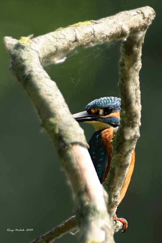 Martin pescatore -  Alcedo atthis